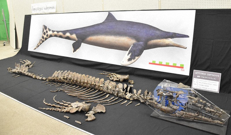 有田川から世界的化石 モササウルス新種「ワカヤマソウリュウ