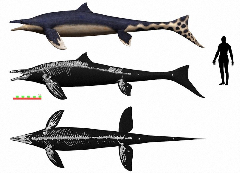 モササウルス類：巨大ヒレ、海の猛者 モササウルス新種「ワカヤマ