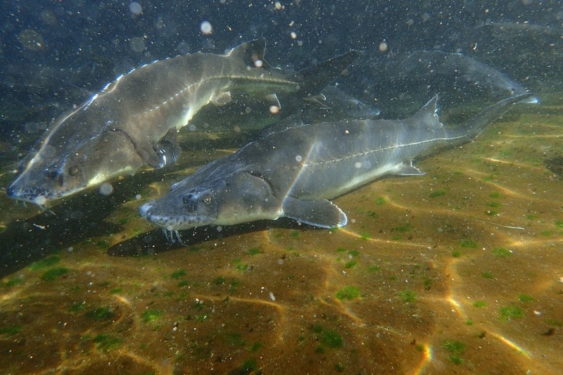 キャビアが身近に? ロシアチョウザメ「超メス」候補の選抜成功 [写真