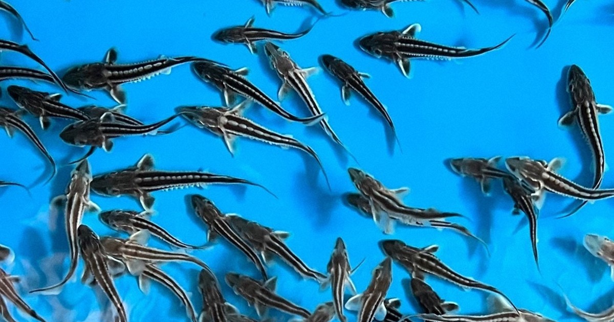 キャビアが身近に? ロシアチョウザメ「超メス」候補の選抜成功 | 毎日新聞