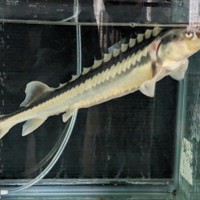 キャビアが身近に? ロシアチョウザメ「超メス」候補の選抜成功 [写真 キャビアが身近に? ロシアチョウザメ「超メス」候補の選抜成功 [写真