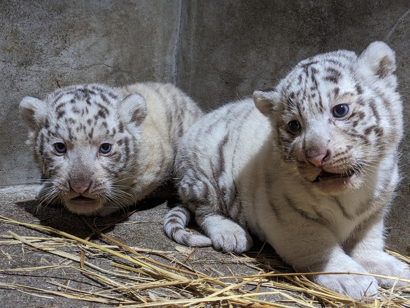 Petit Ami ベビーガール スモック デイガウン ボイルインサート付き US サイズ: 6 Months カラー: ホワイト 双子すくすく ホワイトタイガー赤ちゃん、16日から公開 宇都宮 | 毎日新聞