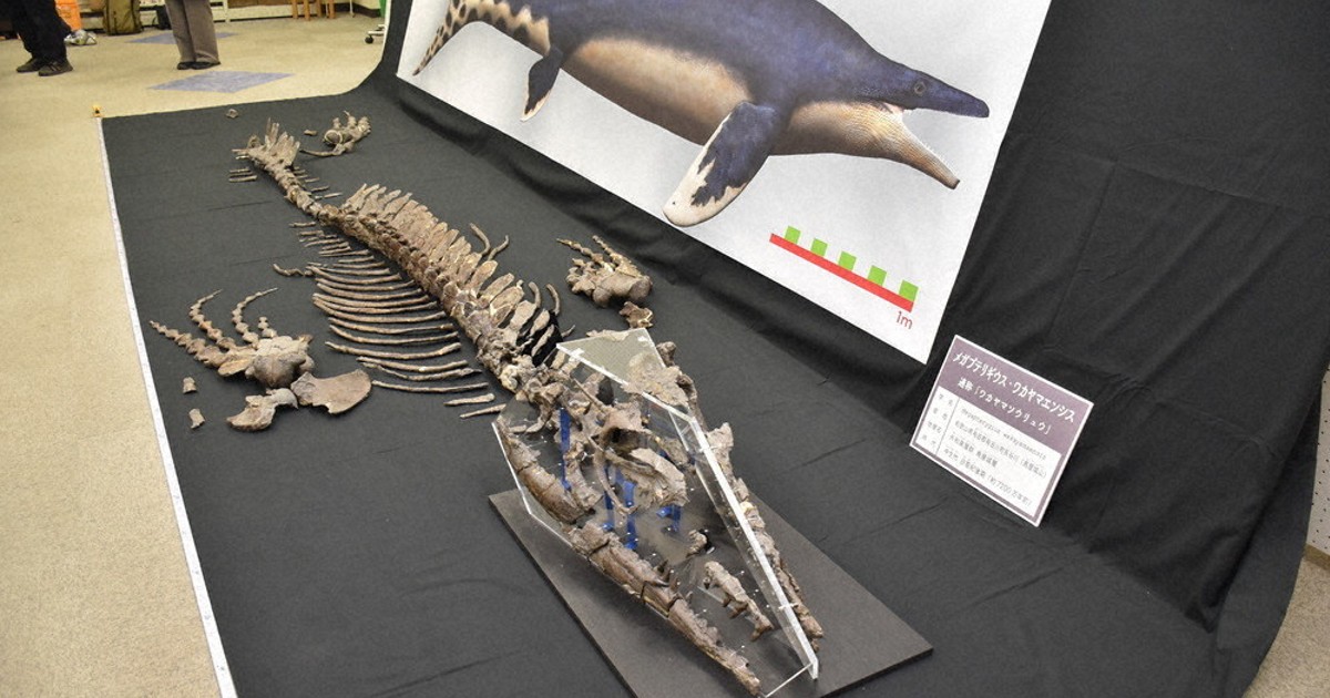 毎小ニュース：科学 新種の化石「ワカヤマソウリュウ」 | 毎日新聞