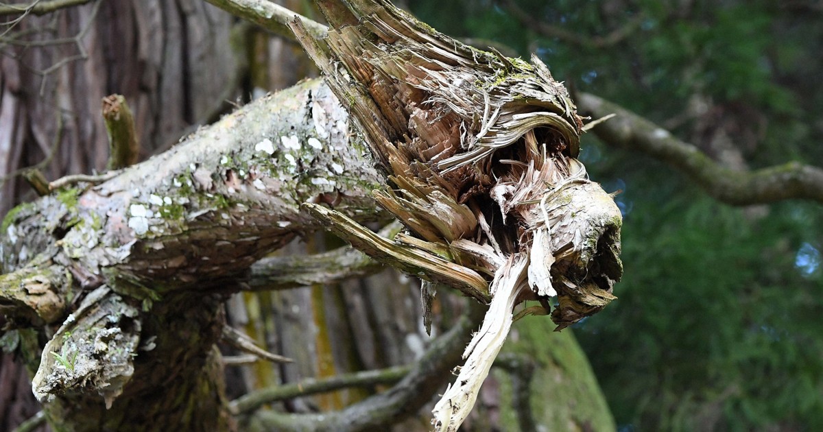 樹齢800年ご神木に「昇り竜」現る 岡山・真庭 [写真特集1/11] | 毎日新聞