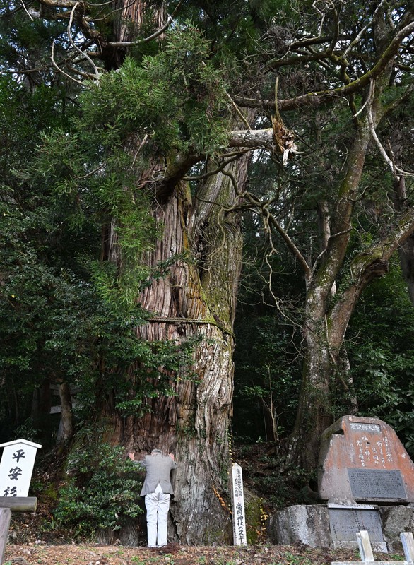 樹齢800年ご神木に「昇り竜」現る 岡山・真庭 [写真特集2/11] | 毎日新聞