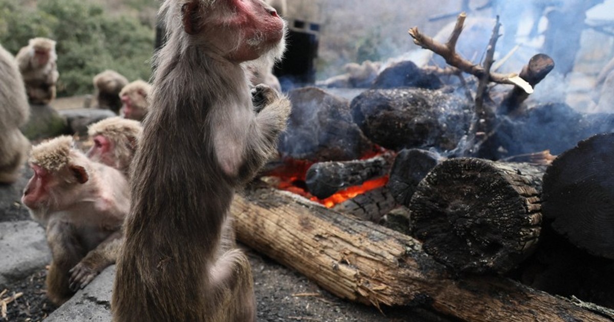 Japanese monkey様 HANSA Animal Plush Doll Japanese Monkey ‎BH4143 H34cm