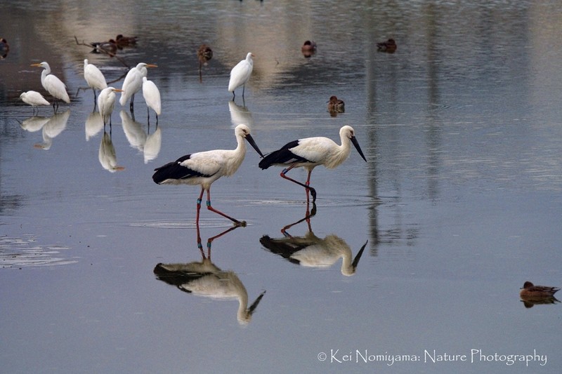 コウノトリ、松山に2羽飛来 京都と鳥取生まれの1歳 | 毎日新聞
