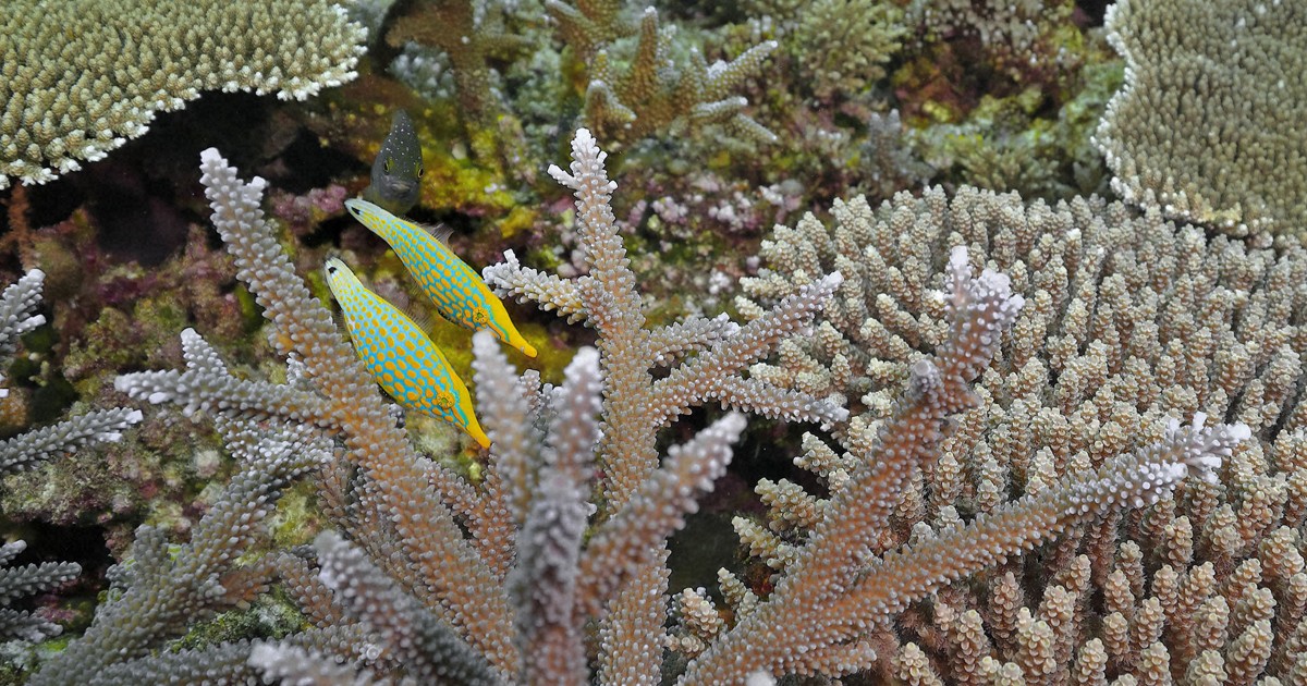 水中写真連載 So Blue：同じ蛍光色？ 枝サンゴに身を隠すテング