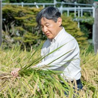 稲刈りをされる天皇陛下＝皇居内の水田で2023年9月13日（宮内庁提供）