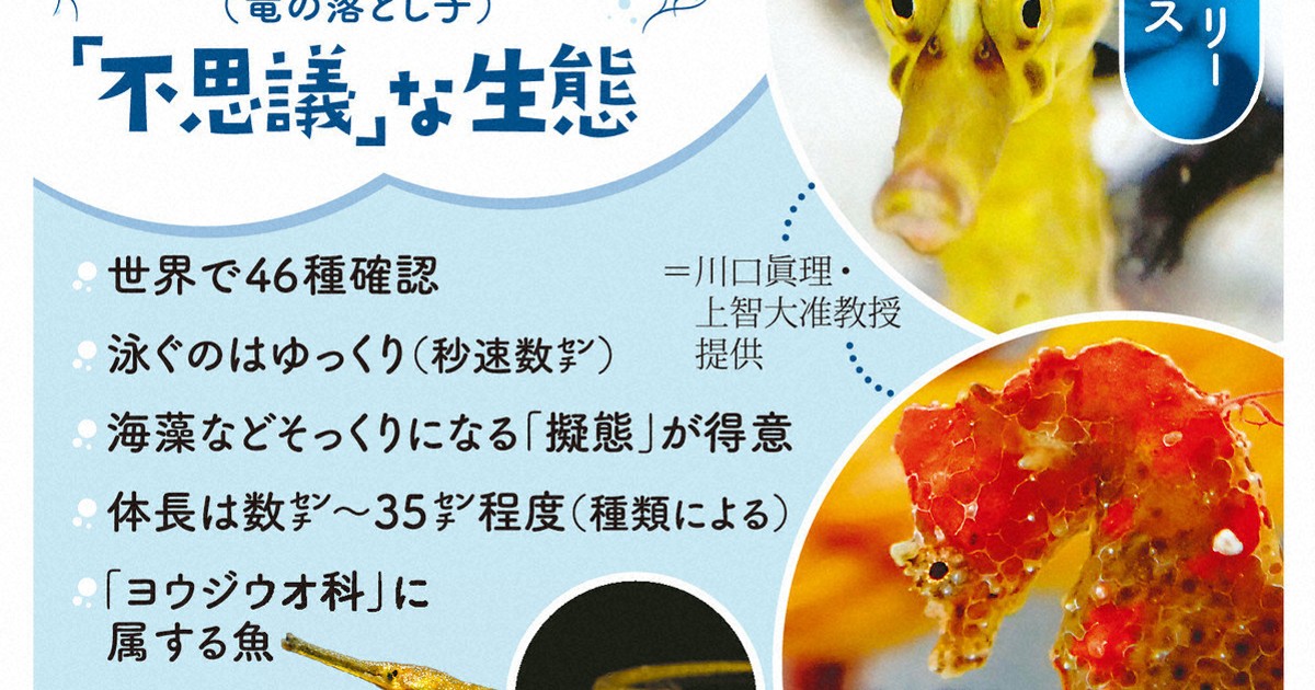 オスが出産、浮気せず…辰年で注目タツノオトシゴ「面白すぎる」生態