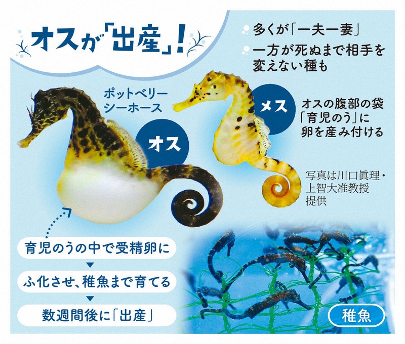 オスが出産、浮気せず…辰年で注目タツノオトシゴ「面白すぎる」生態