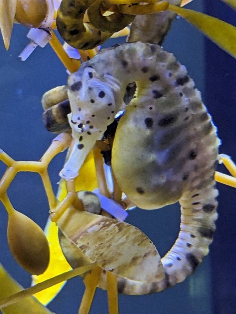7月7日はタツノオトシゴの日 三重・伊勢の水族館が申請し、認定 | 毎日新聞