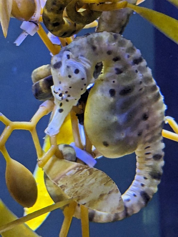 7月7日はタツノオトシゴの日 三重・伊勢の水族館が申請し、認定 | 毎日新聞