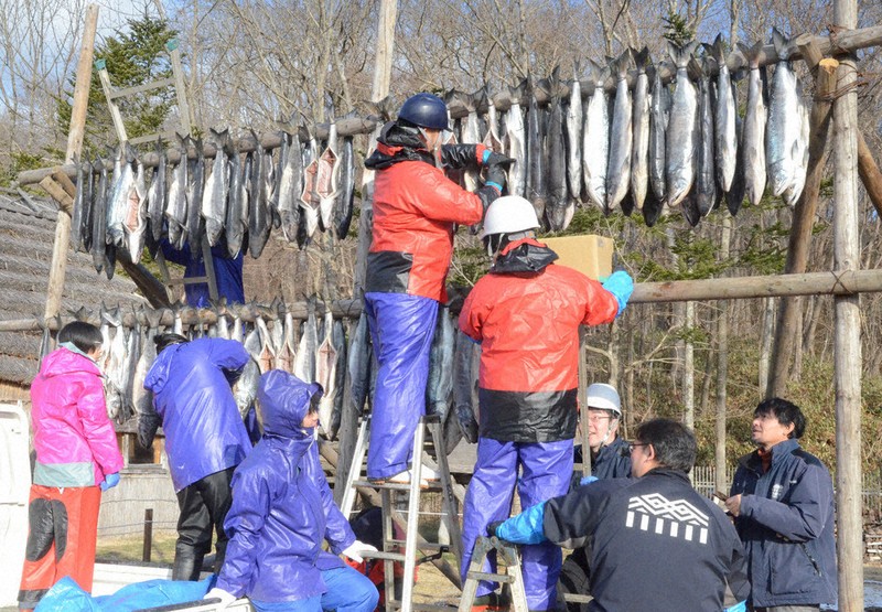 サッチェプ作り、始まる アイヌ伝統食、サケ薫製 北海道・ウポポイ