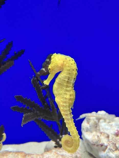 タツノオトシゴ 情熱的に夫婦愛を深めるタツノオトシゴ 姿や仕草に注目すると… | 毎日新聞