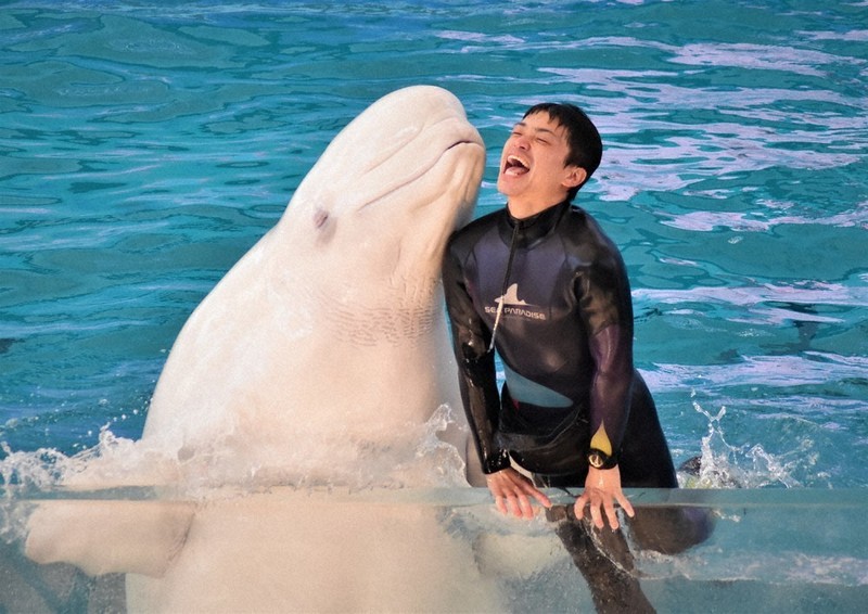 魚と人の物語：／3 横浜・八景島シーパラダイス 日本一のショーへ情熱