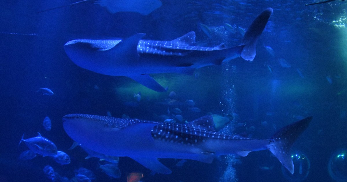 のとじま水族館、ジンベエザメ1頭が死ぬ 地震で水槽の環境悪化 | 毎日新聞