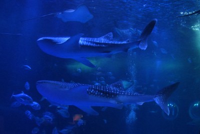 のとじま水族館、ジンベエザメ1頭が死ぬ 地震で水槽の環境悪化 | 毎日新聞