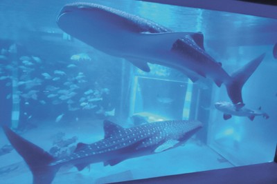 のとじま水族館のジンベエザメ、残る1頭も死ぬ 地震影響、2日連続