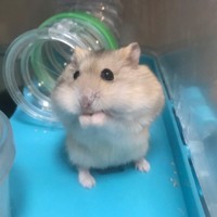 ペットとして人気の高いハムスター。災害時の避難の際に必要な防災グッズは、犬、猫はもちろん、小動物を含む全てのペットに必要となる。動物ごとに必要なものを事前に確認、準備しておくことが必要だ