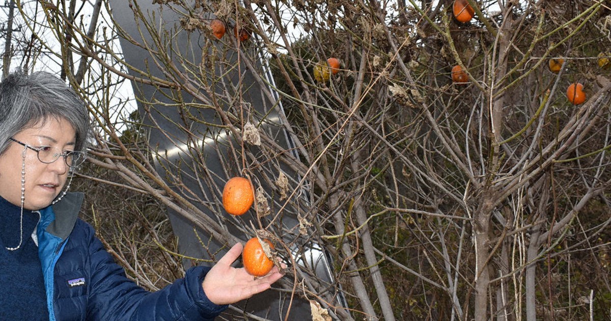三重・亀山にオオカラスウリ？ 西日本暖地に生育、分布域変更か | 毎日新聞
