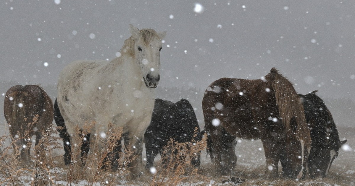 冬馬  とうほく・冬点描：青森・東通の寒立馬 雪にブルブル、春待ち ／青森