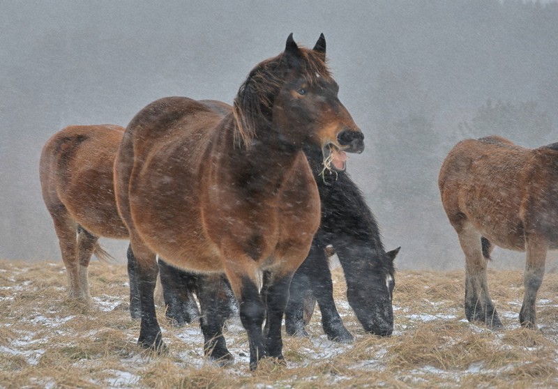 とうほく・冬点描：青森・東通の寒立馬 雪にブルブル、春待ち ／宮城