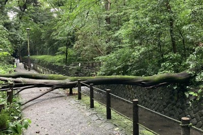 都會ي的綠洲，三年後重現：東京等々力溪谷移除危木後重新開放