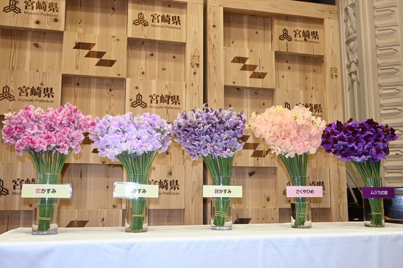 スイートピー、5新品種デビュー 日本一の産地・宮崎県が開発 [写真特集