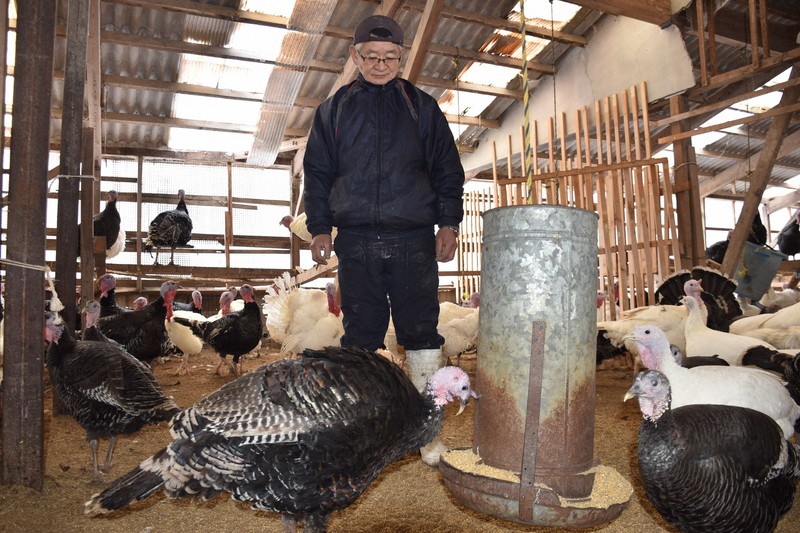 輪島名産・七面鳥 被災農家出荷できず「負けてたまるか」 | 毎日新聞