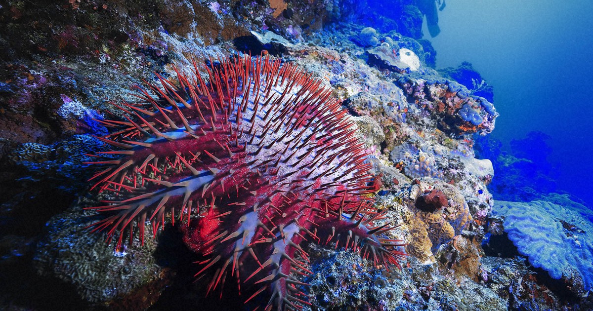 海水魚　オニヒトデ オニヒトデ03｜ウェブ通販｜アクアリウム工房 ブルーハーバー