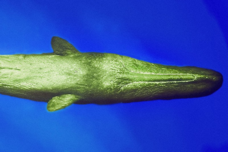 マッコウクジラ マッコウクジラ｜福音館書店