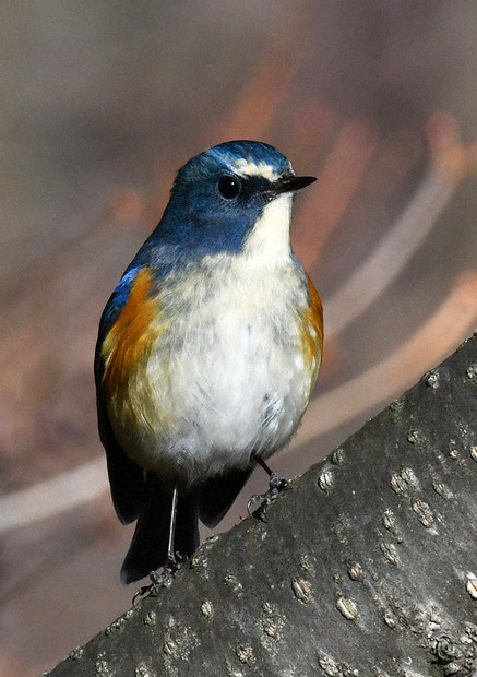 冬枯れ彩る「青い鳥」 松本 ／長野 | 毎日新聞
