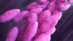 カルバペネム耐性腸内細菌のイメージ＝ゲッティ