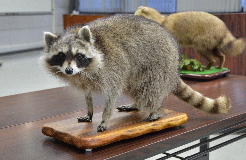 スイカに穴開け手突っ込み… アライグマ被害深刻、歯止めきかず [写真