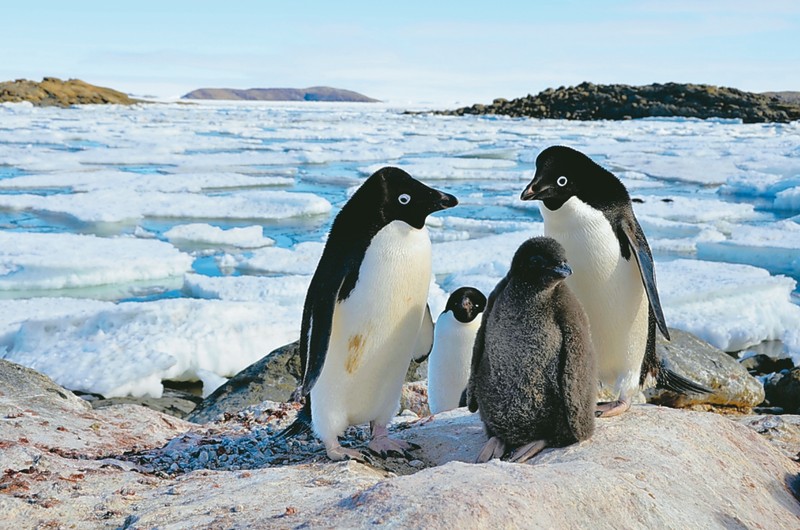 南極・北極から未来を見る：南極のペンギンは温暖化でどうなるの 