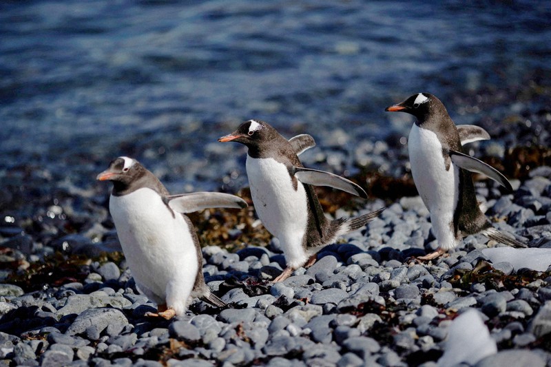 フォークランド諸島のペンギン200匹以上死亡 初の鳥インフルか | 毎日新聞