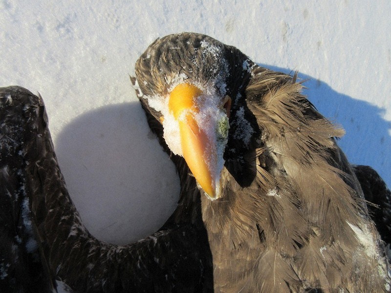北海道・足寄、オオワシが鉛中毒死 所持禁止の弾飲み込んだか | 毎日新聞