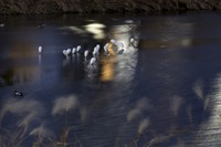 The Kamo River in the calmness of night is seen in Kyoto on Dec. 17, 2023. (Mainichi/Akihiro Ogomori)