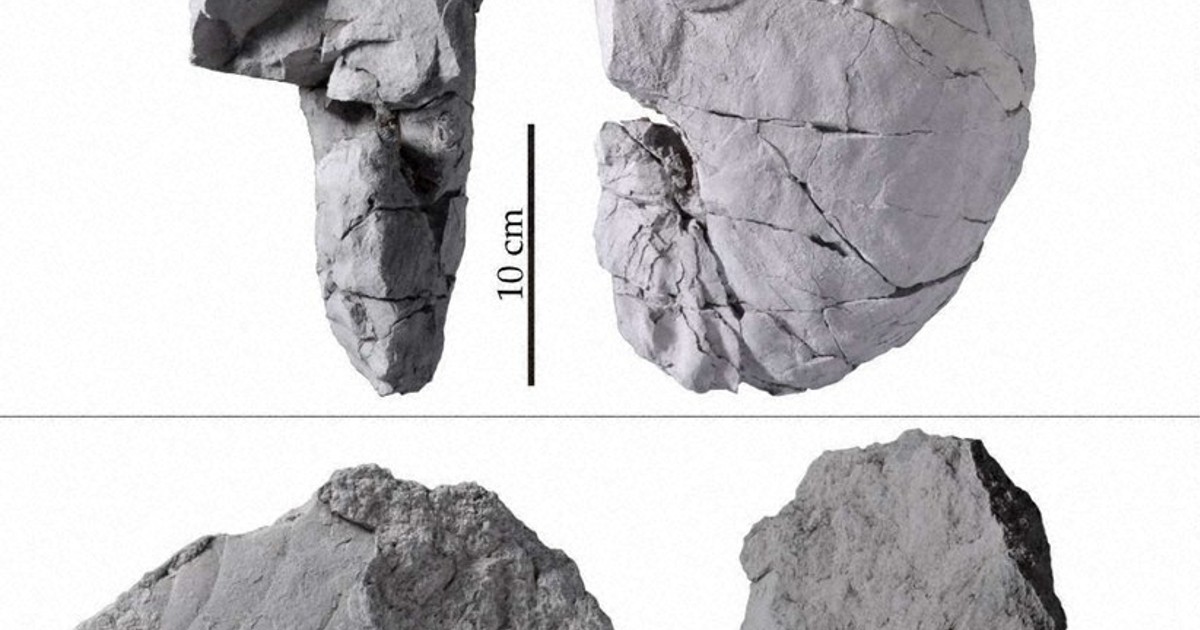 国内初のオウムガイ類 南相馬の2化石 中生代最大級 ／福島 | 毎日新聞