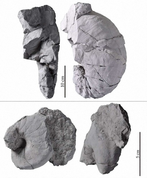 国内初のオウムガイ類 南相馬の2化石 中生代最大級 ／福島 | 毎日新聞