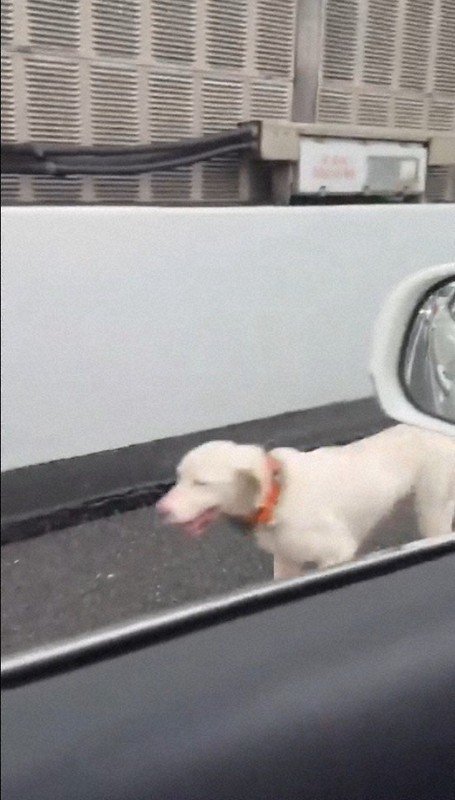 高速道路に飼い犬が迷い込んだか 警察が保護、一時渋滞発生 大阪 [写真