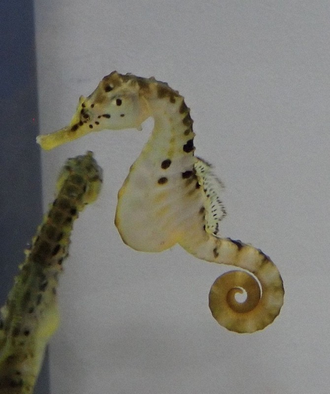 no.121 日長の海　巻貝とタツノオトシゴ no.121 日長の海巻貝とタツノオトシゴ