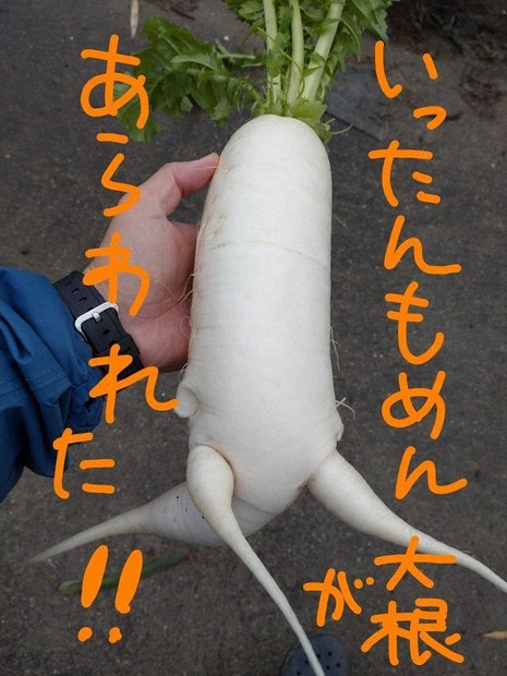 いったんもめん？ テング？ 面白い野菜できたよ 筑前 「半農半芸 