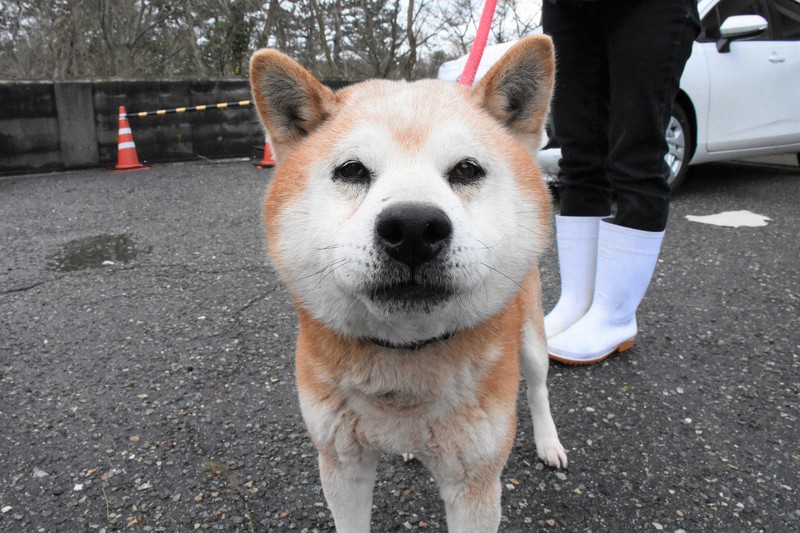 コロとナナと一緒にいたい」避難所行かず 納屋焼け、逝った飼い主