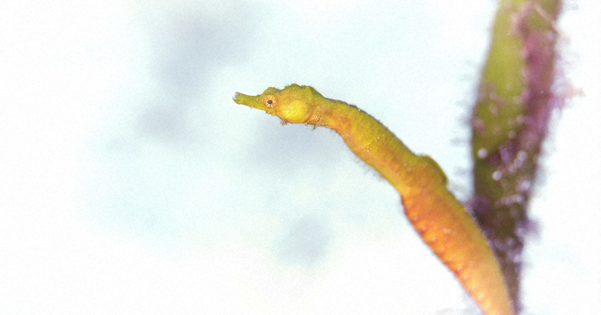 no.121 日長の海巻貝とタツノオトシゴ