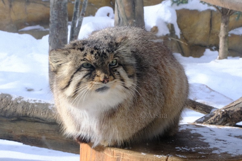 まさむねこ様専用ページ 【公式通販】