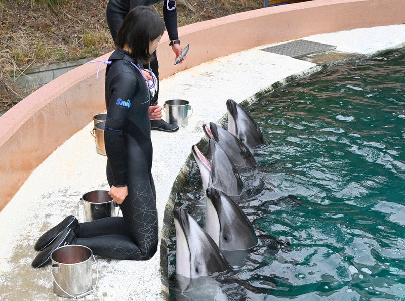 イルカ Cool なカービングスラッシュ🐬🐬 イルカの最高速度を知ってますか