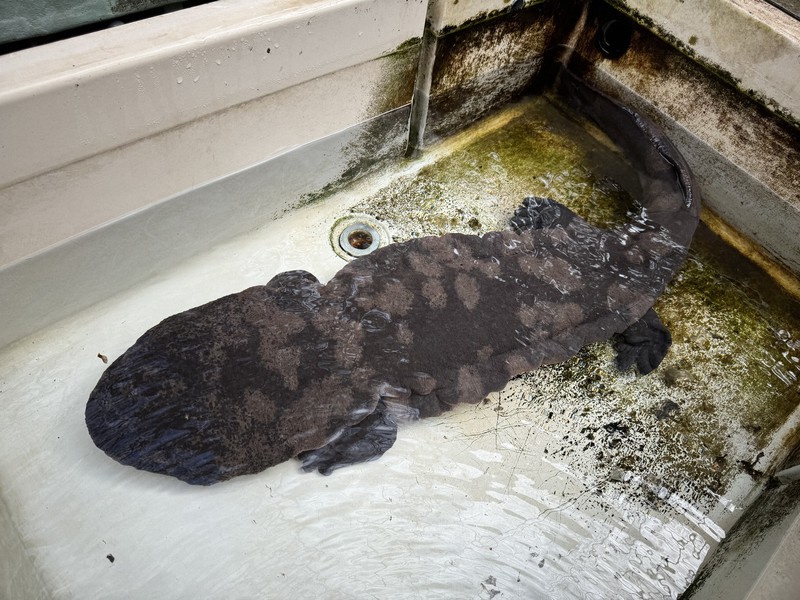 中国絶滅種のオオサンショウウオを日本で発見 東京と広島で飼育 | 毎日新聞