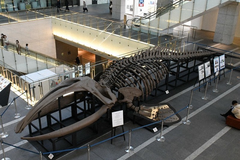 驚嘆！14メートル巨大クジラ 札幌で復元標本 ／北海道 | 毎日新聞